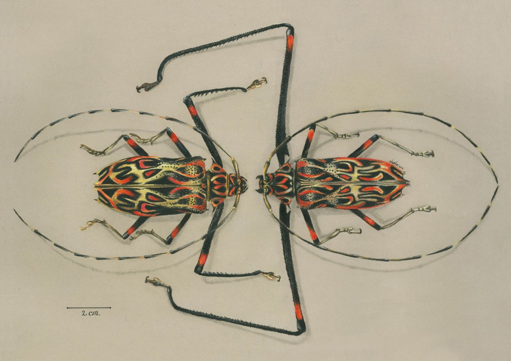 Acrocinus-longimanus-male-and-female-Jorge-Ignacio-Mesa-Alvarez-1024x724