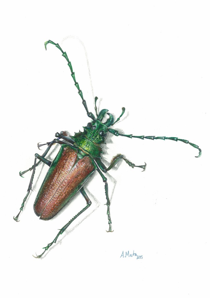 Psalidognathus-friendii-Coleoptera-Cerambycidae-Prioninae-Astolfo-Mata-Betancourt-723x1024