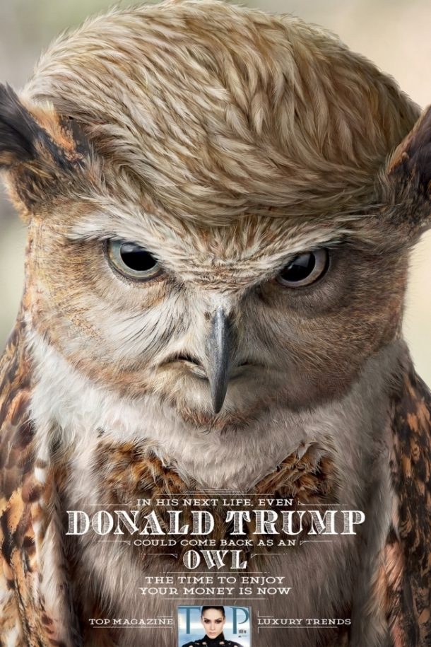 post-40966-donald-trump-owl-meme-reincarn-hkyg
